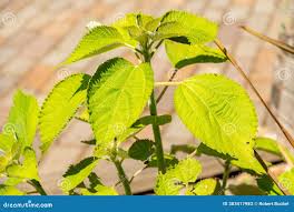 Image result for Boehmeria nivea