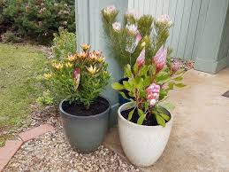 Find Out The Great Gardening Tips For Beginners Simdreamhomes Com Gardeningtipsforbeginner Greatgardening Easy Care Plants Australian Native Garden Plants