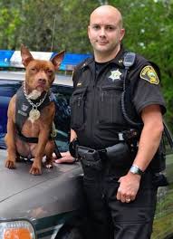 Austin Pets Alive Universal K9 And The Animal Farm Foundation Are Collaborating On A Project Training Orphan Pit Bulls To Be Part Police Dogs Dogs Pitbulls