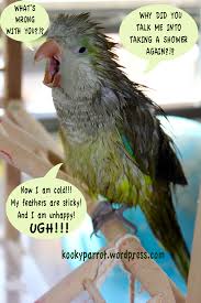 Funny Bird Screechandsquawk Pet Birds Parrots Funny Birds Pet Birds