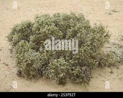 Image result for Pechuel-Loeschea leubnitziae