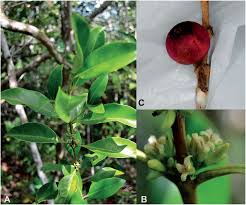 Image result for Tricalysia sp. E