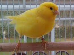 Single Standard Canary Female Fly Babies Aviary