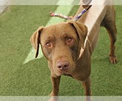 Maybe you would like to learn more about one of these? View Ad American Pit Bull Terrier Chocolate Labrador Retriever Mix Dog For Adoption Near Arizona Phoenix Usa Adn 87416