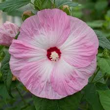 Image result for Hibiscus meyeri