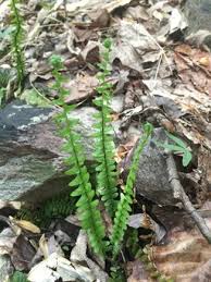 Image result for Arthropteris palisotii