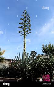 Image result for Agave sisalana