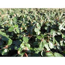 It grows flatly against the ground to create a kind of sod. Zwergmispel Cochleatus Topf O Ca 9 Cm Cotoneaster Microphyllus Kaufen Bei Obi