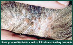 Disease Spotlight Feline Miliary Dermatitis Animal Dermatology Referral Clinic Adrc