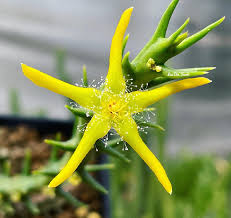 Image result for Orbea rogersii