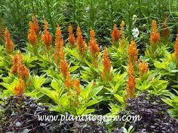 Image result for Celosia elegantissima