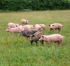 L'élevage en plein air est en principe le plus approprié, car c'est celui qui se rapproche le plus des conditions de vie naturelles des animaux. Elever Des Porcs En Bio Un Guide Pour Construire Son Projet Produire Bio