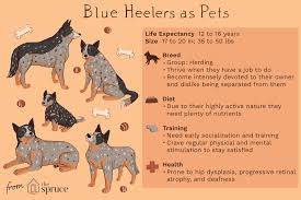 Have had their first round of shots. Blue Heeler Australian Cattle Dog Full Profile History And Care