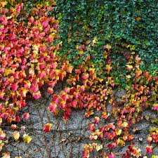 Check spelling or type a new query. Don T Bother With A Living Wall Plant Some Ivy Gardening Advice The Guardian