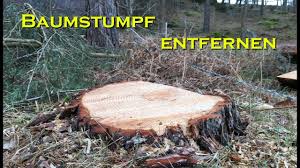Wann sollte ein baumstumpf entfernt werden? Baumstumpf Entfernen Auf Die Gemutliche Art Youtube