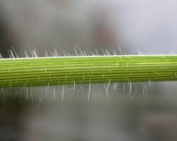 Image result for Digitaria debilis