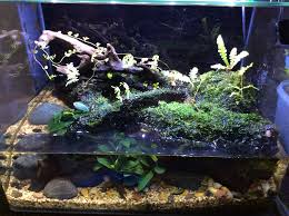 Paludarium Hardscape Plants Fauna