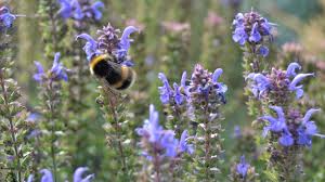 We did not find results for: Bee Friendly Is The Gardener S Buzzword Financial Times