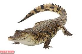 صور تمساح انواع التماسيح واين تعيش Nile Crocodile Crocodile Facts Crocodile