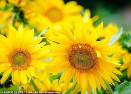 Article related to what color represents childhood cancer : Flowers Of The Zodiac And Their Symbolic Meanings Daily Mail Online