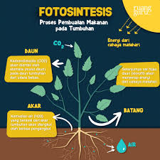 Fotosintesis merupakan proses reaksi kimia yang terjadi pada tumbuhan. Pengertian Proses Dan Contoh Fotosintesis Pada Tumbuhan Official Website Initu Id