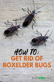How To Get Rid Of Boxelder Bugs Box Elder Bugs Stink Bugs Bug Deterrent