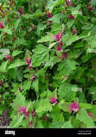 Image result for Chenopodium giganteum