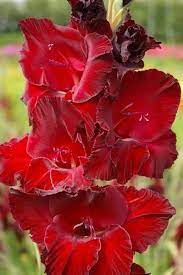 Gladiolus King David Pretty Flowers Gladiolus Flower Beautiful Flowers