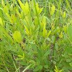 Image result for Eriosema laurentii