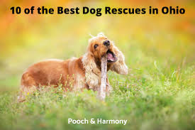 Is a multitude of purebreed and the price for pet adoption in columbus, ohio area varies between each individual adoption in the united states the rights of a birth mother to contact an adopted child are determined by state law. 10 Of The Best Dog Rescues In Ohio Pooch Harmony