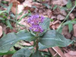 Image result for Floscopa leiothyrsa