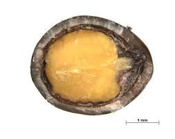 Image result for Gouania tiliifolia