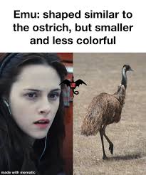 The Cullen kids as flightless birds