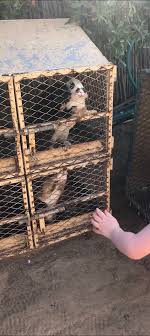 Значение petting zoo в английском. Desert Oasis Petting Farm Dubai 2021 All You Need To Know Before You Go With Photos Tripadvisor