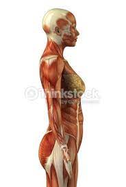 See more ideas about female drawing, anatomy drawing, anatomy. Side Muscle Anatomy Google Search Human Anatomy Drawing Anatomy Art Body Anatomy