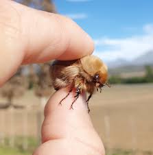 Image result for Sparrmannia