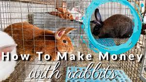 Again, you won't earn a fortune, but you will. Inside A Profitable Meat Rabbitry How To Make Money With Rabbits Youtube