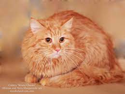 Russian Siberian Beautiful Cat Red Color In Our Cattery Strana Chudes You Can Choose Beautiful Hypoallergenic Kittens An Cats Siberian Cats For Sale Cattery