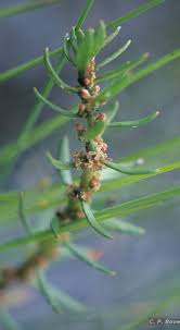 Image result for Laurembergia repens