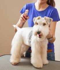 Check the available internship options dog groomer in fort myers. Accredited Pet Grooming School Benefits Skills Affordable Classes