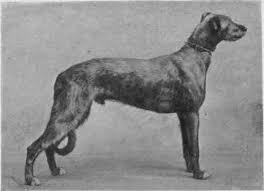 Maybe you would like to learn more about one of these? Mrs Hebe Bedwell And Mr W J Bedwell