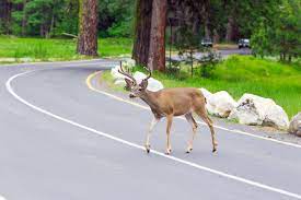 Check spelling or type a new query. Will Hitting A Deer Increase Car Insurance Rates
