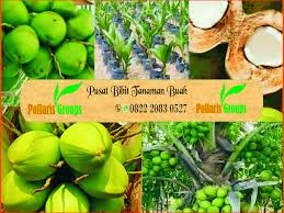 0822 2083 0527 Tsel Bibit Kelapa Hibrida Besar Kelapa Buah Hijau