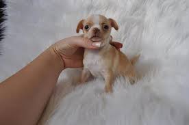 Why buy a puppy for sale if you can adopt and save a life? 300 Lovely Teacup Chihuahua Puppies Available Puppies For Sale New Orleans La Shoppok