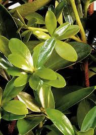 Oval pulls are available in antique gold, charcoal, or pewter. Bigfoot Cleyera Order Online With Plantsbymail Com