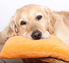 Hund Hat Durchfall Die 7 Besten Tipps Fur Schnelle Hilfe Vs