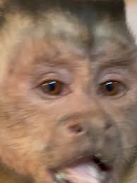 Georgie Boy: Fun Moments with Monkey and Dog