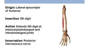 The extensor of the little finger), the tendon of the extensor indicis runs and inserts on the ulnar side of the tendon of the common extensor digitorum. Extensor Digiti Minimi Origin Insertion Nerve Supply Action How To Relief Forearm Muscles Muscle Groups Nerve