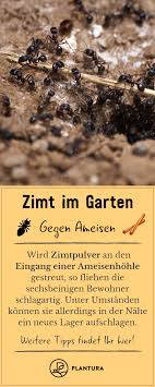 Zimt Im Garten Ein Sinnvoller Pflanzenschutz Ameisen Im Hochbeet Ameisen Im Garten Mittel Gegen Ameisen