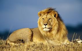 See more ideas about cool avatars, roblox, roblox pictures. Free Download Download Wallpapers Backgrounds Lions Animals Wallpapers 1920x1200 For Your Desktop Mobile Tablet Explore 50 Free Animal Wallpaper And Screensavers Free Desktop Wallpaper Animal Wallpaper For Computer 3d
